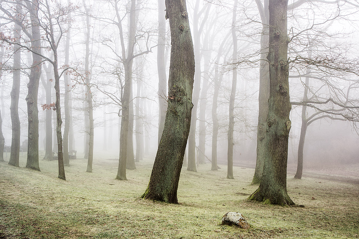Nebelwald 2