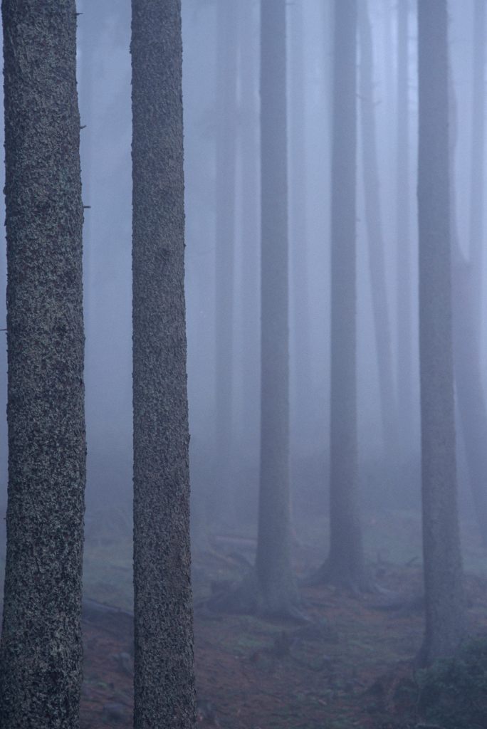 Nebelwald