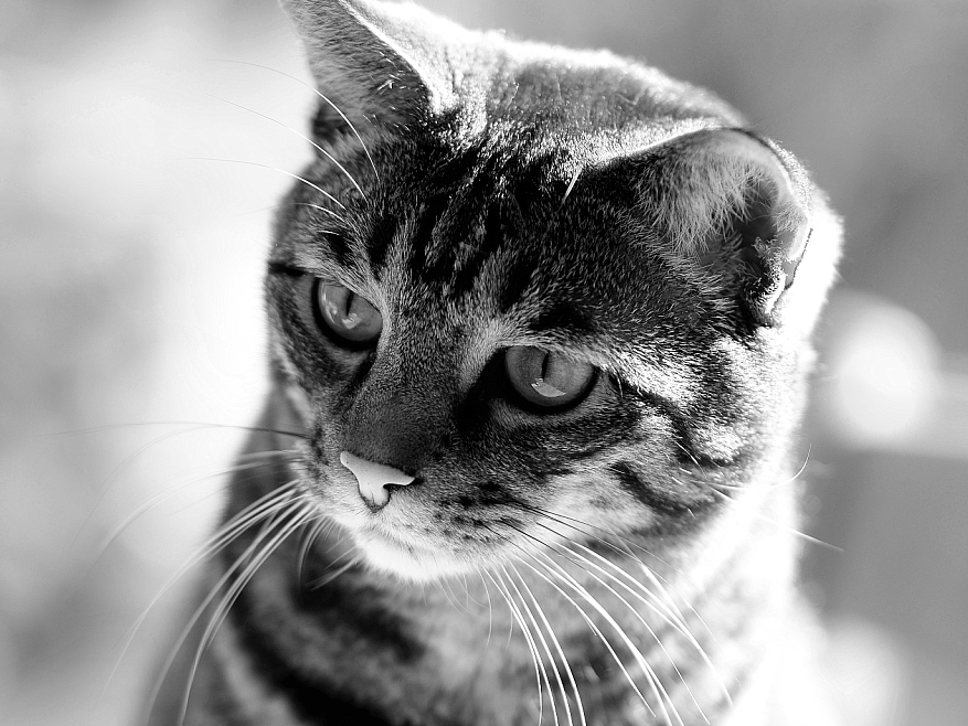 Neelix3