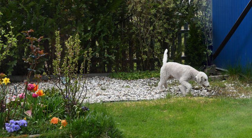 Nein ich jage keinen..., aber die Katzenspur in meinem Garten stoert mich trotzdem....jpg