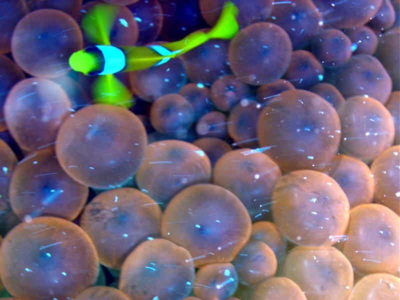 Nemo mit Anemone
