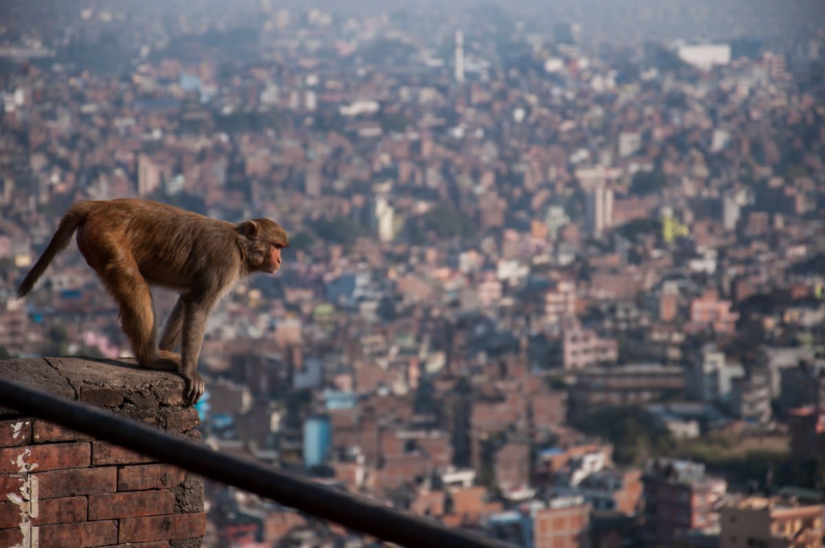 Nepal  (143)