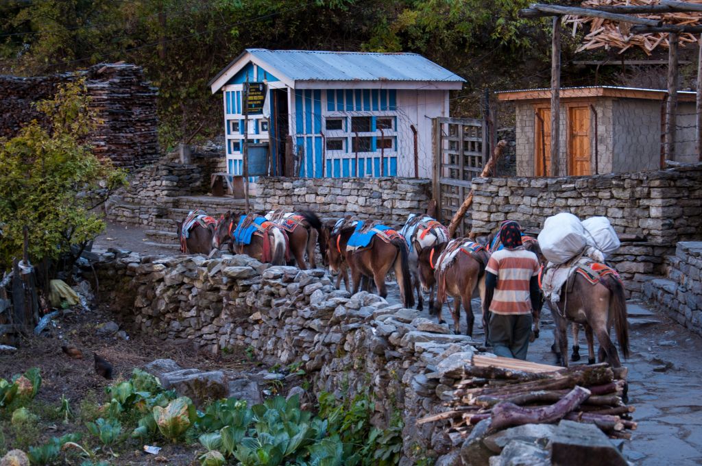Nepal  (38)