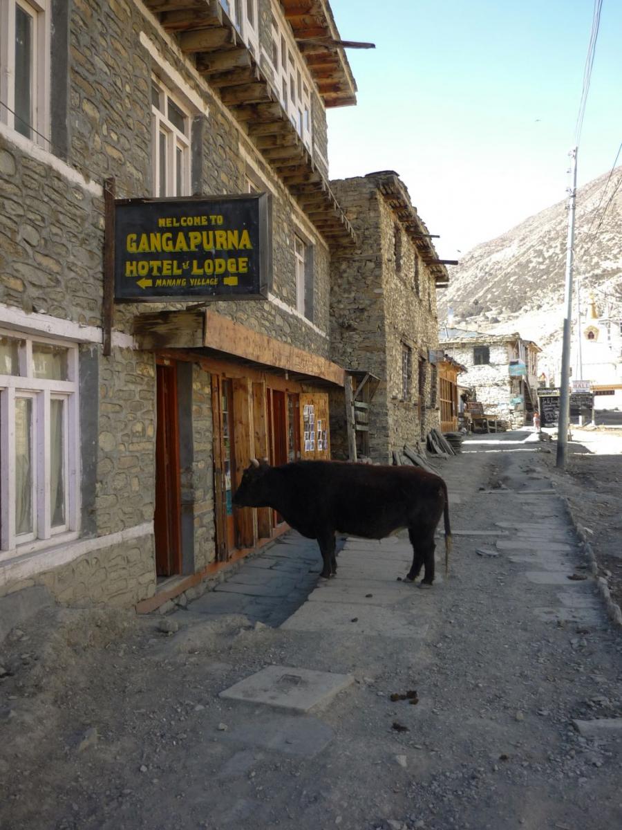 Nepal  (77)