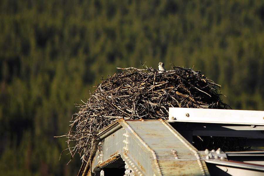 Nest auf Bruecke
