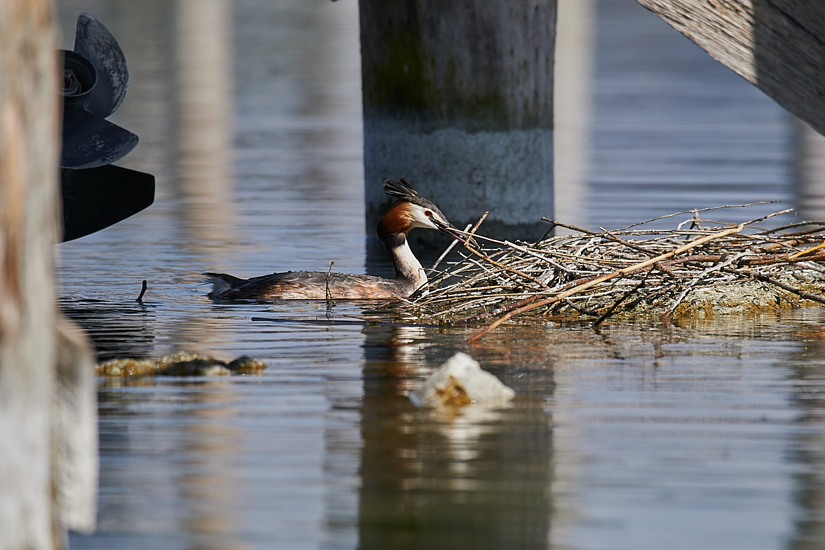 Nest452Crop