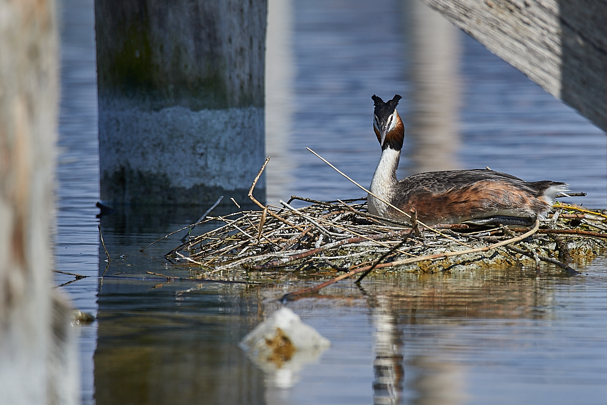 Nest453Crop