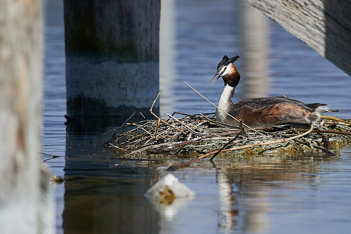 Nest454Crop