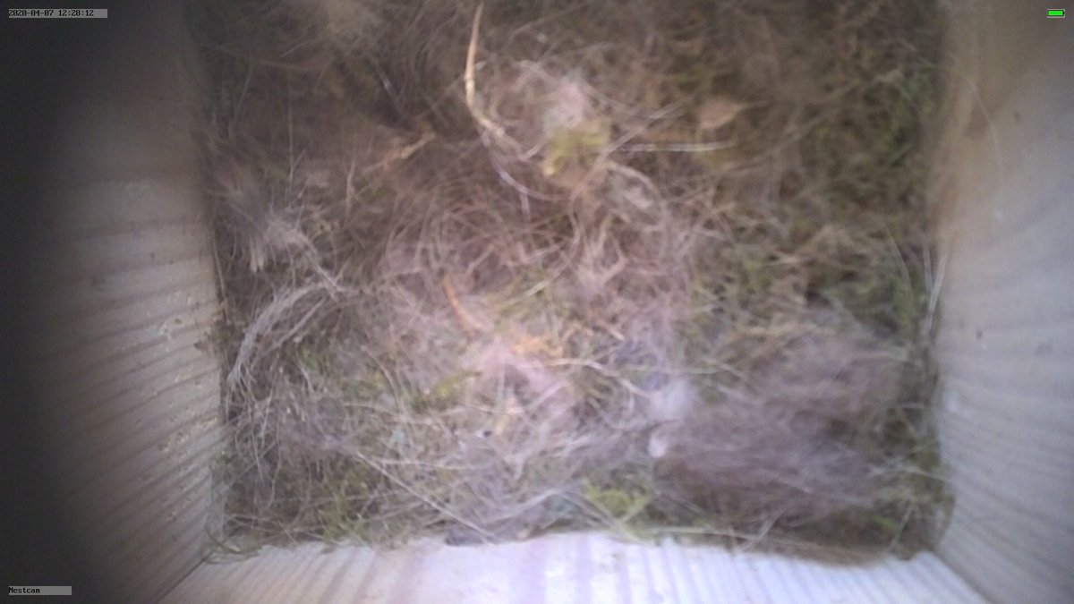 Nestcam.jpg