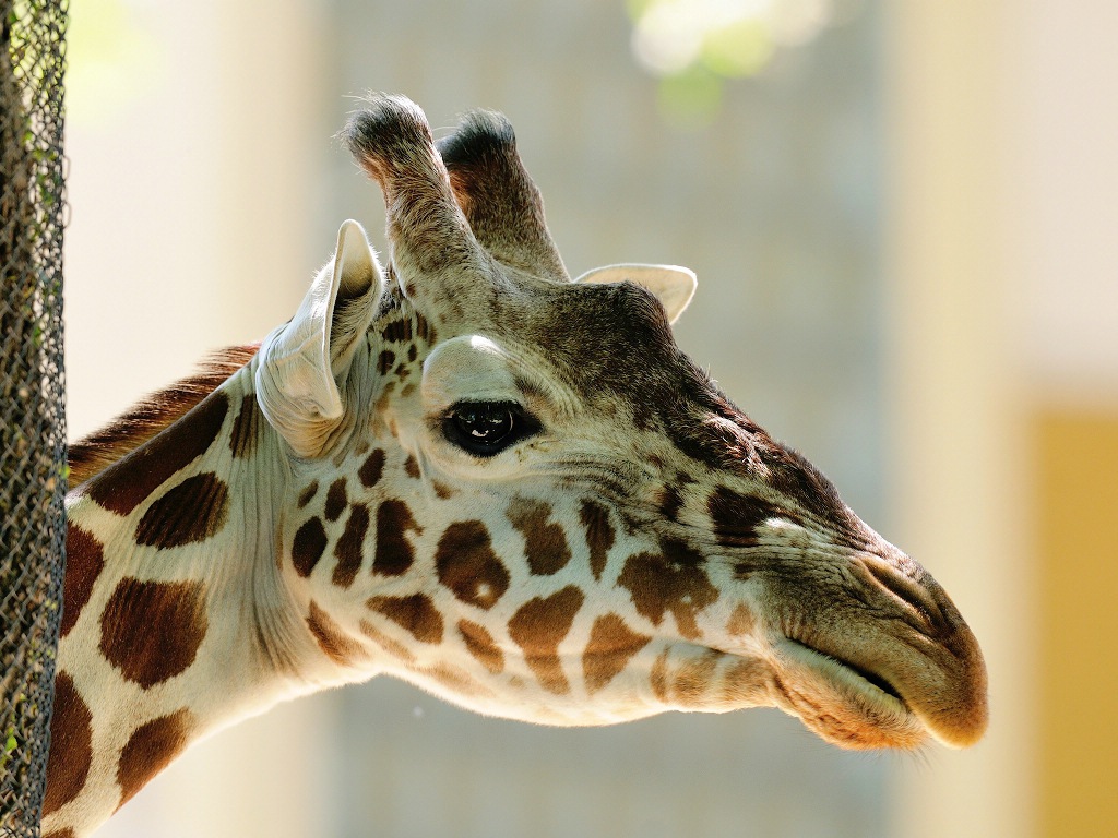 Netzgiraffe
