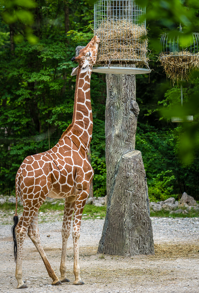 Netzgiraffe
