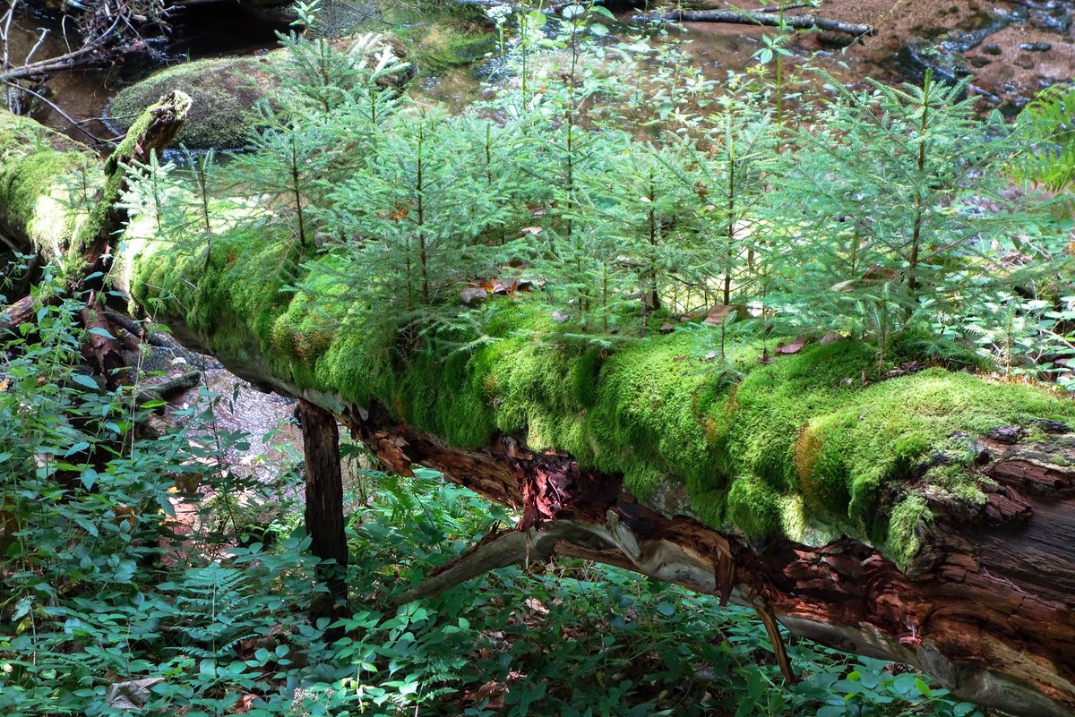 Neue Bäumchen aus altem Baum.jpg