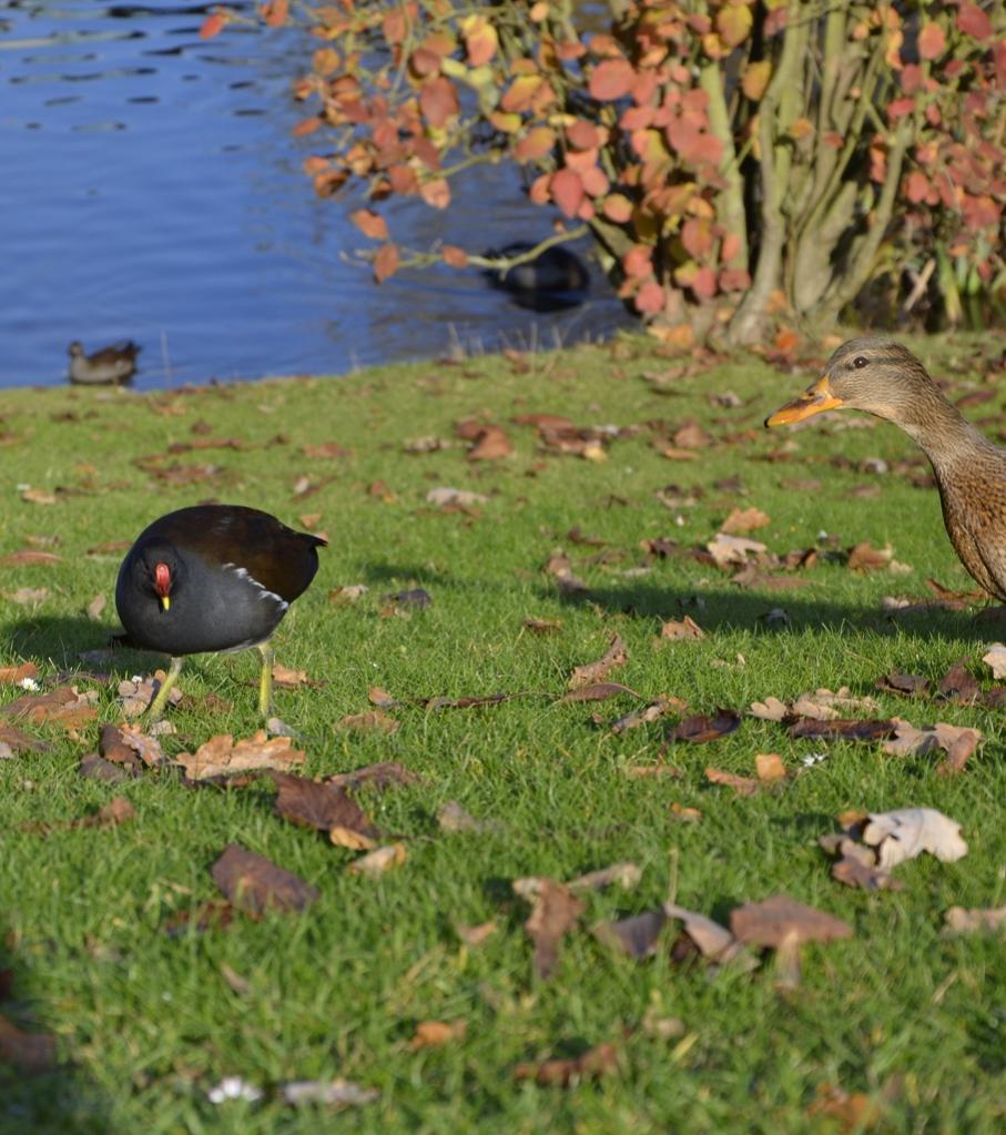 neugierige Ente und Wasserhuhn