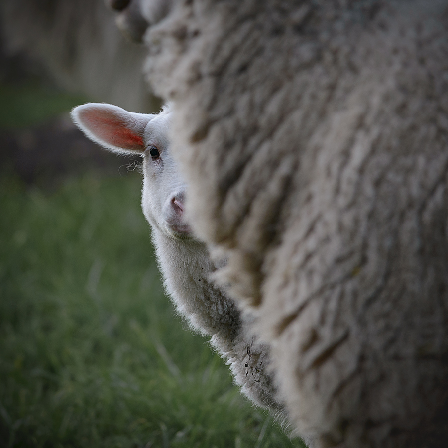Neugieriges Lamm