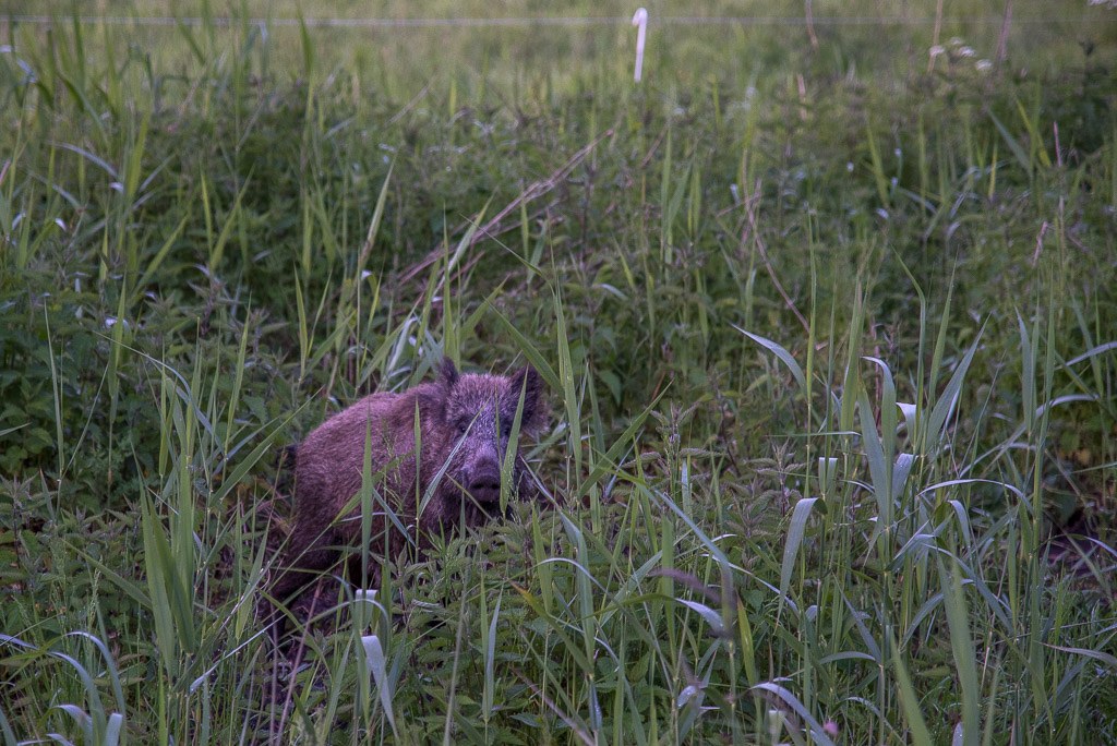 neugieriges Wildschwein
