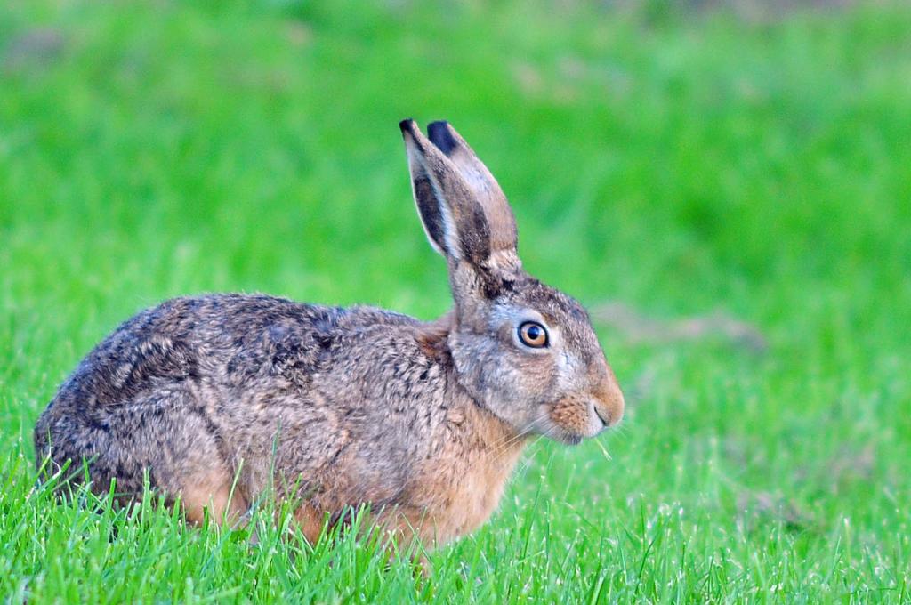 Neuharlingersieler Deichhase (Nikon D300, 300/4, Bl. 4, 1/320s, MHX 5380A  USM AK)