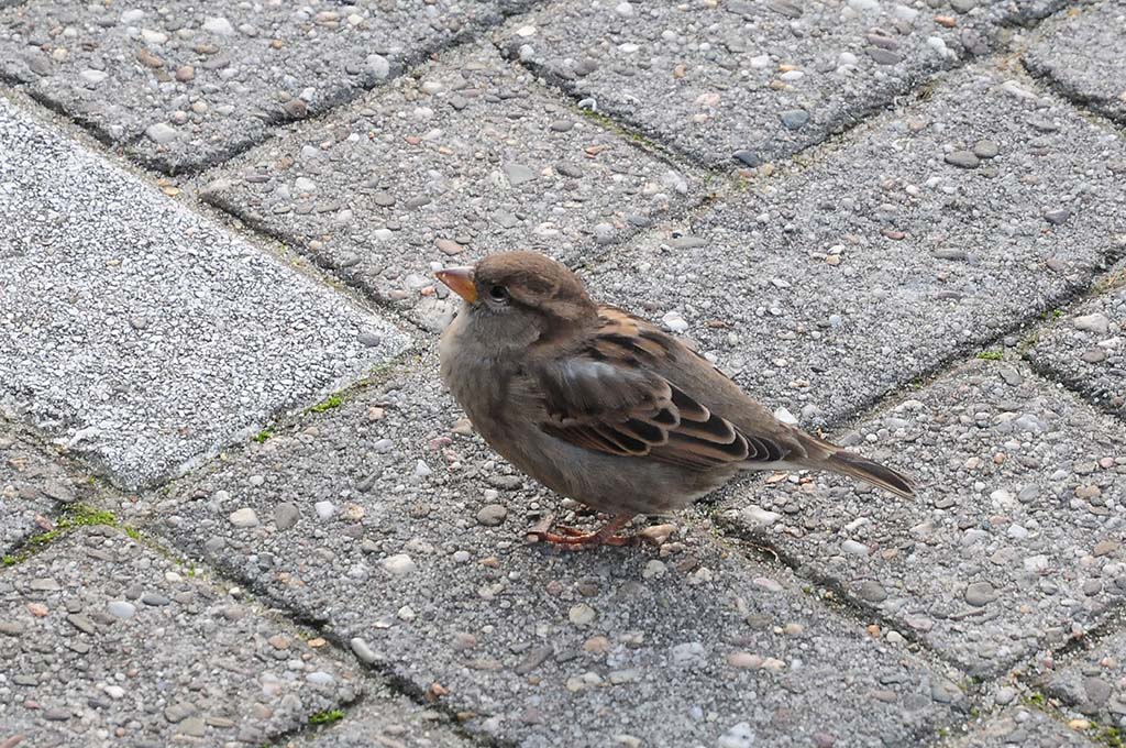 Neuharlingersieler Hafen-Spatz (MHX 5549A USMx)