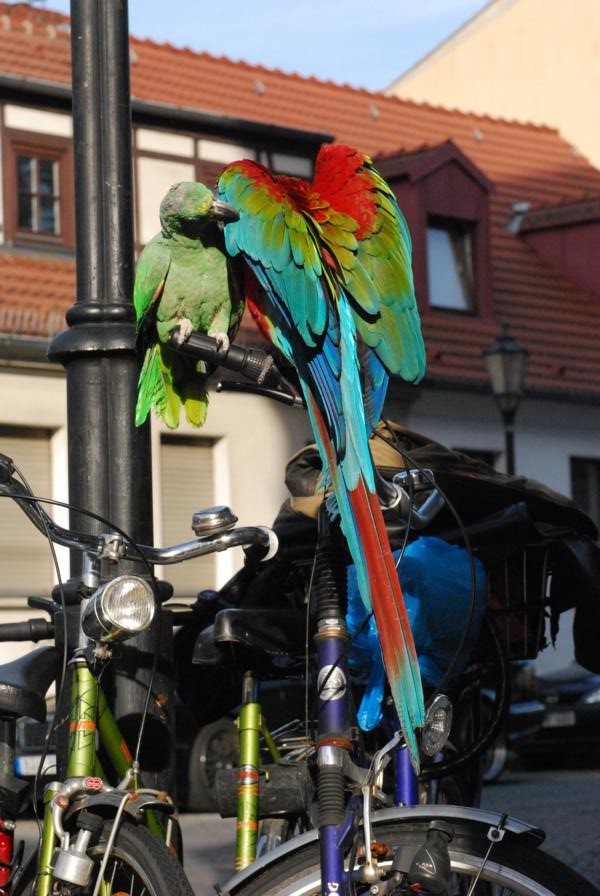 Neulich in Rixdorf