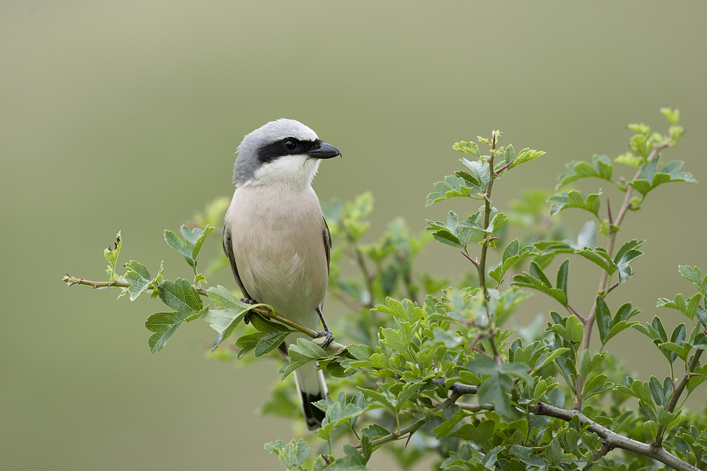 Neuntöter (Lanius collurio) 1