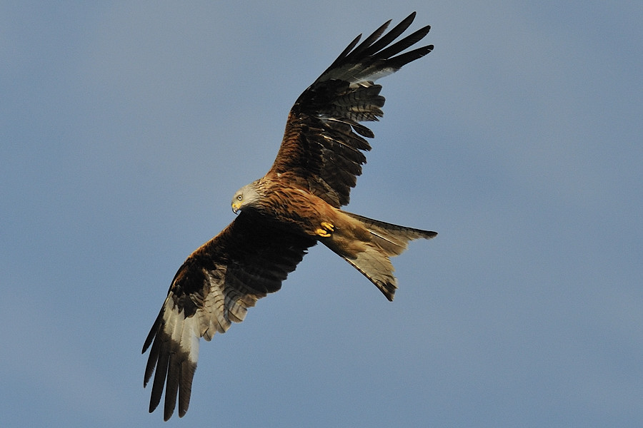 NF F  20090605 191851 Sababurg 02