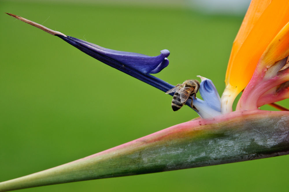 NF F 2012 06 08 DSC 1802 INSEKTENZEIT ANALOGIE
