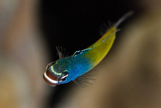 NF F saf nov10 571