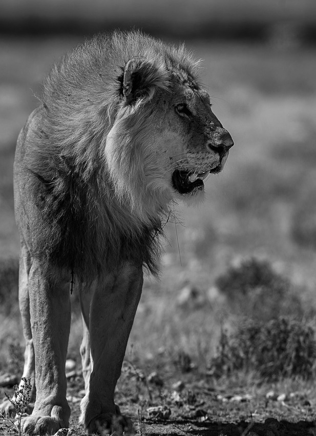 NF lion 1