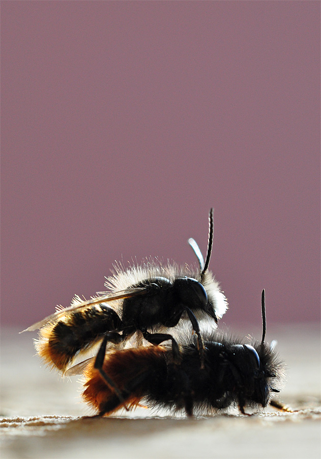 NF Mauerbienen