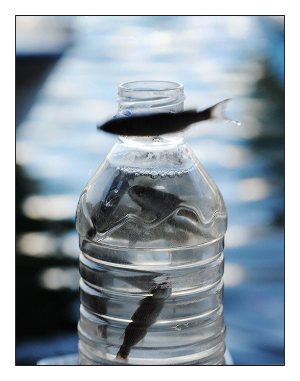 NF The fish 1