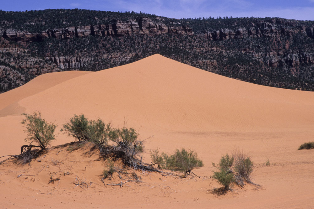 NFF 005 CORAL SAND DUNES
