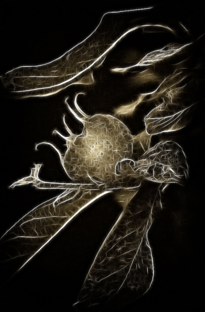 NFF 1NFFDSC 0203sw