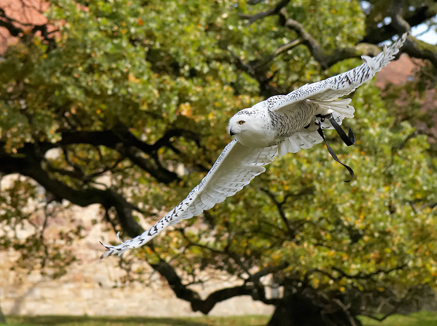 NFF 2008 DSC6440 hsw
