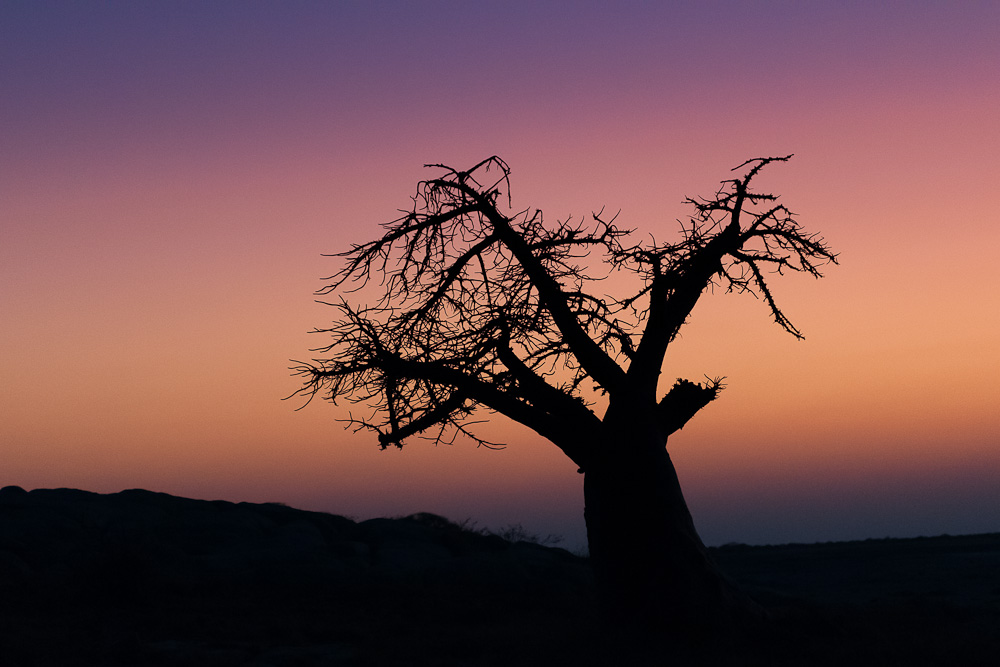 NFF Baum 05