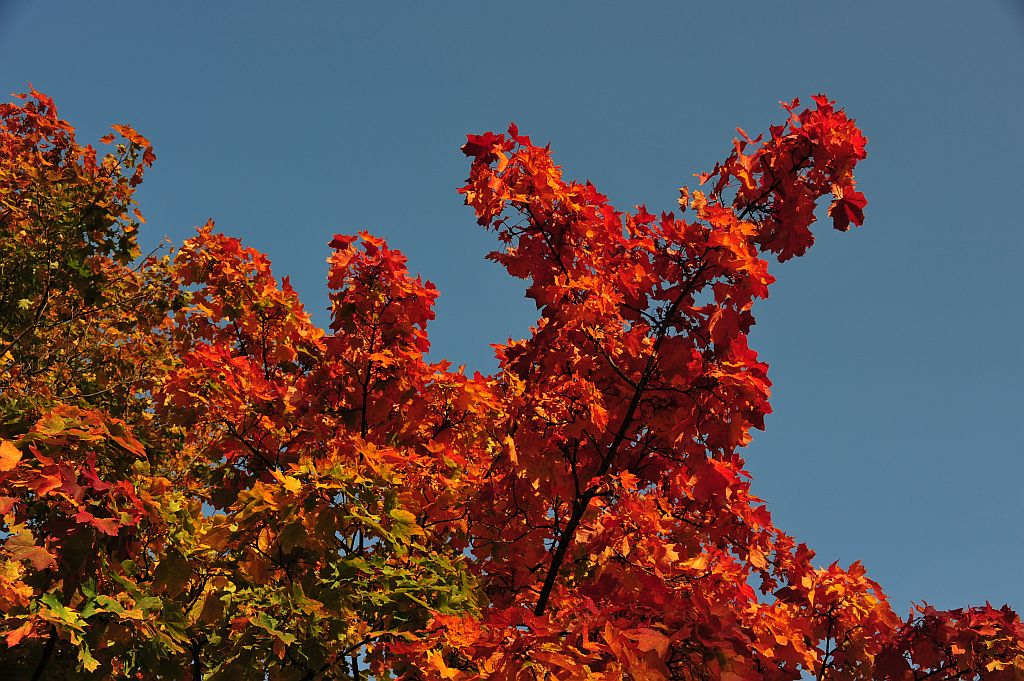 NFF Baum2