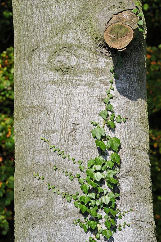 NFF Baum5
