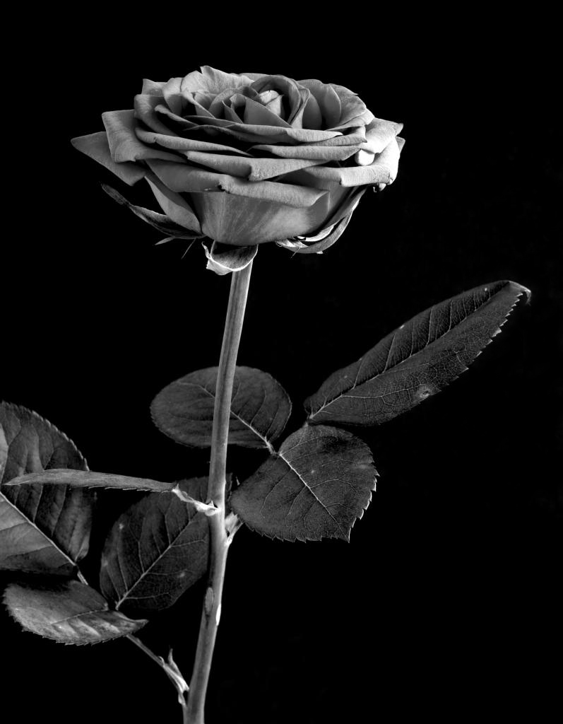 NFF Blume  1