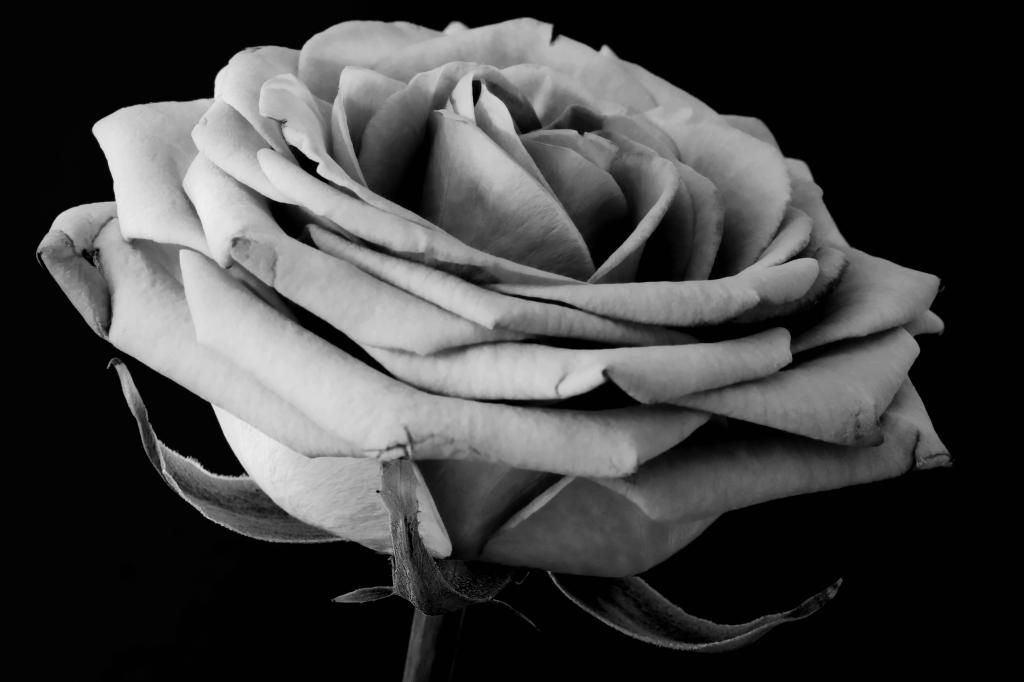 NFF Blume  2