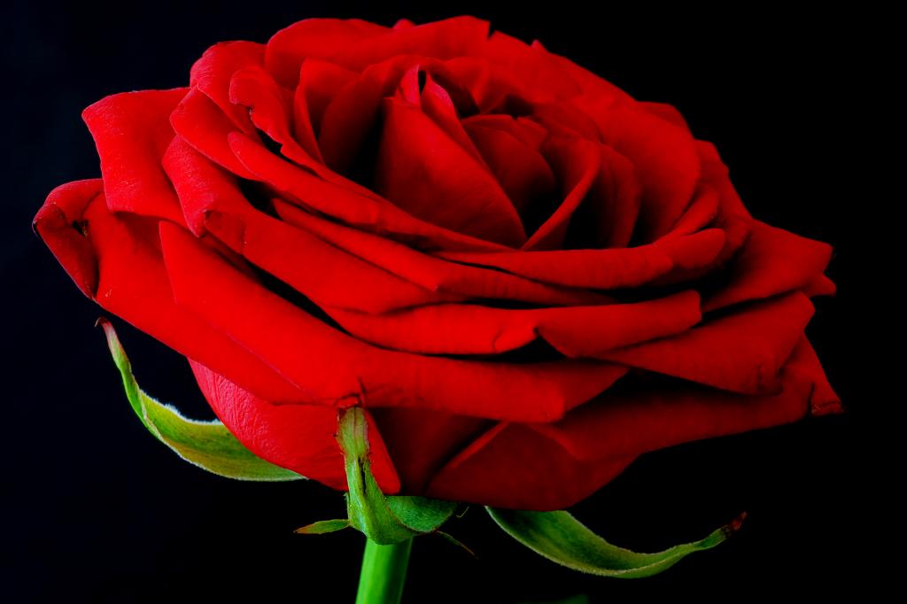 NFF Blume  3