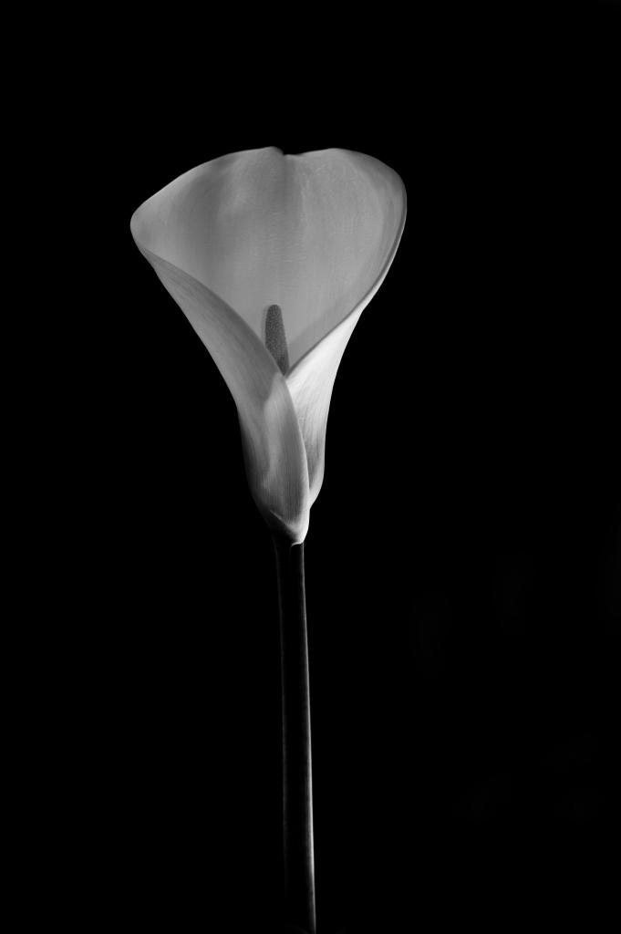 NFF Blume  5