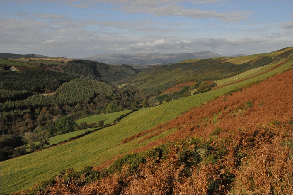 NFF Cymru 52