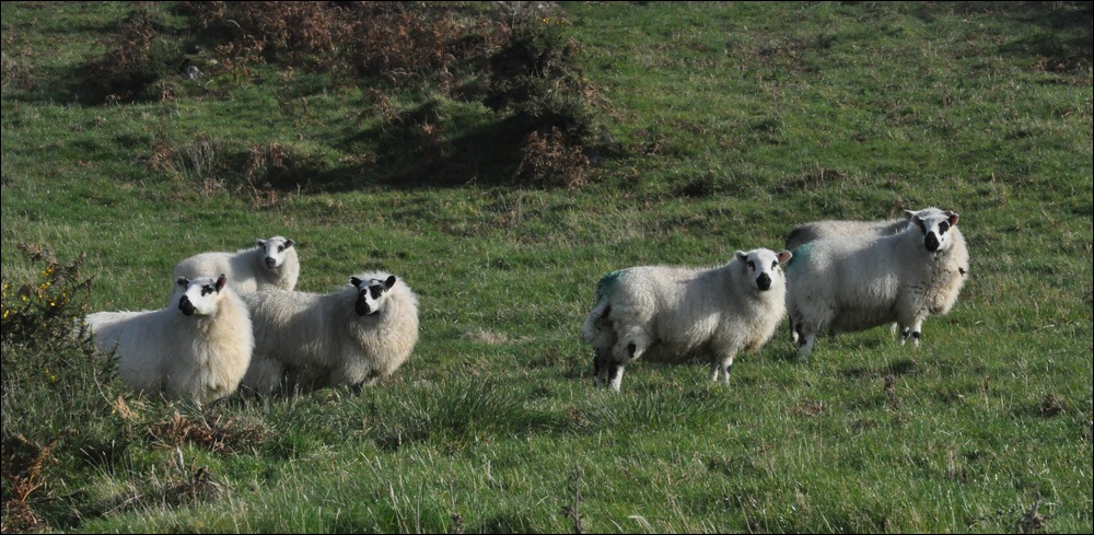 NFF Cymru 53