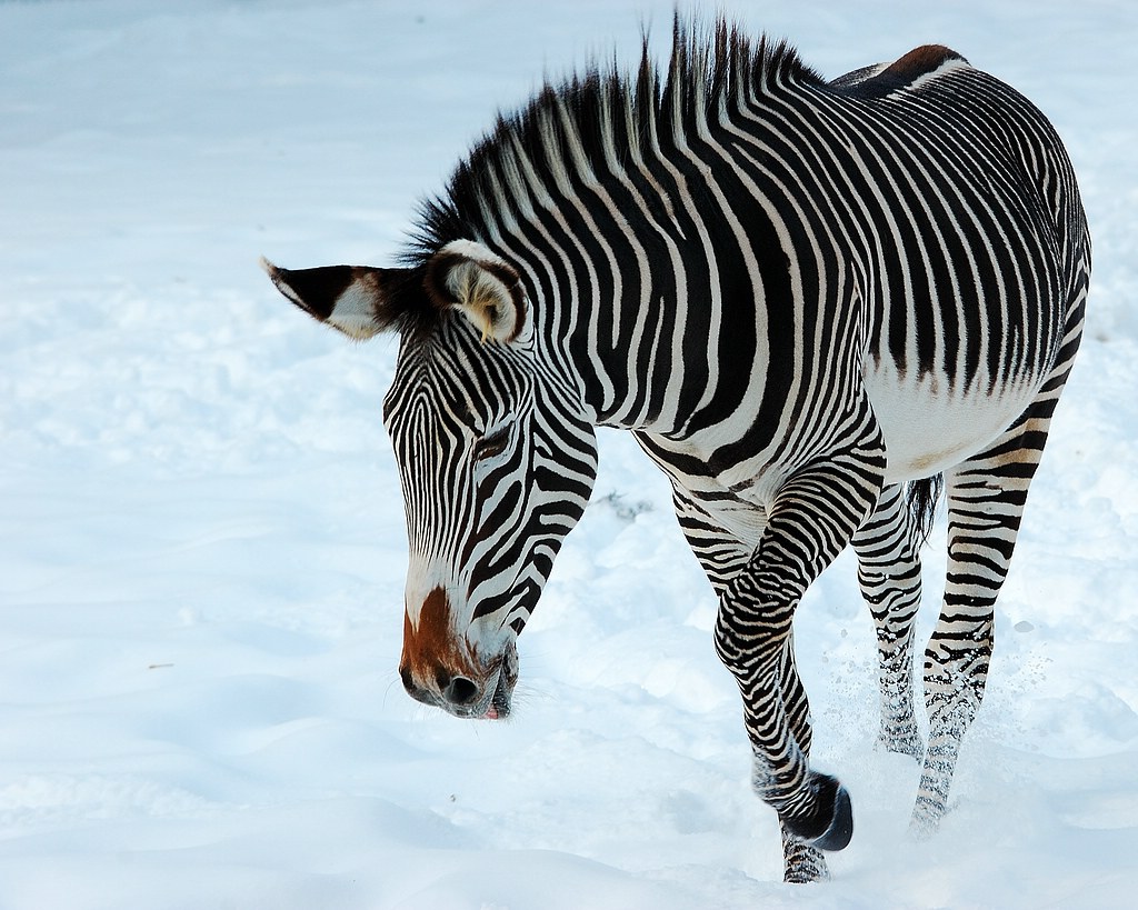 NFF Kölner Zoo  002 NFF