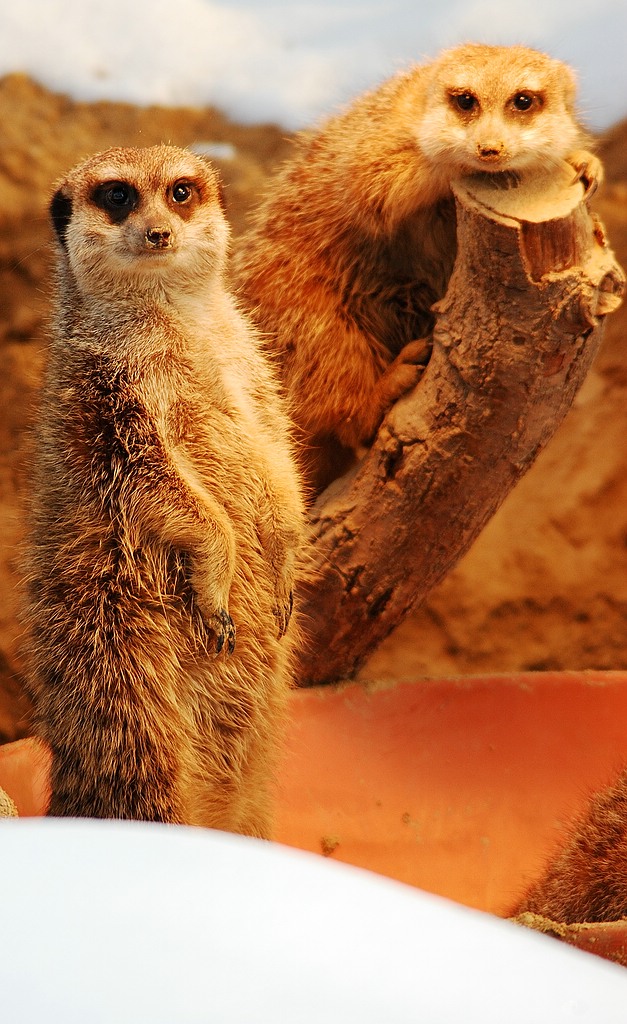 NFF Kölner Zoo  003 NFF