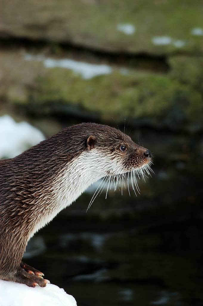 NFF Kölner Zoo  005 NFF