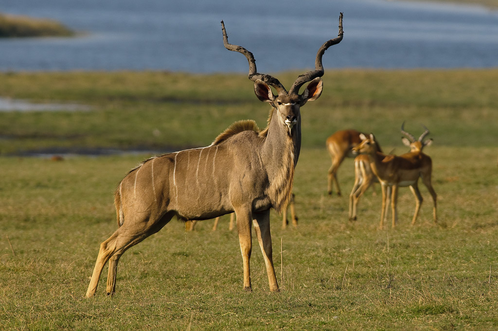 NFF Kudu01