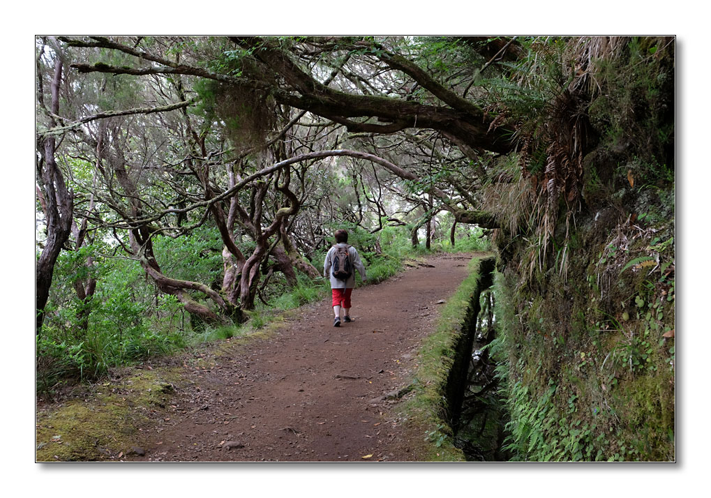 nff Levada4