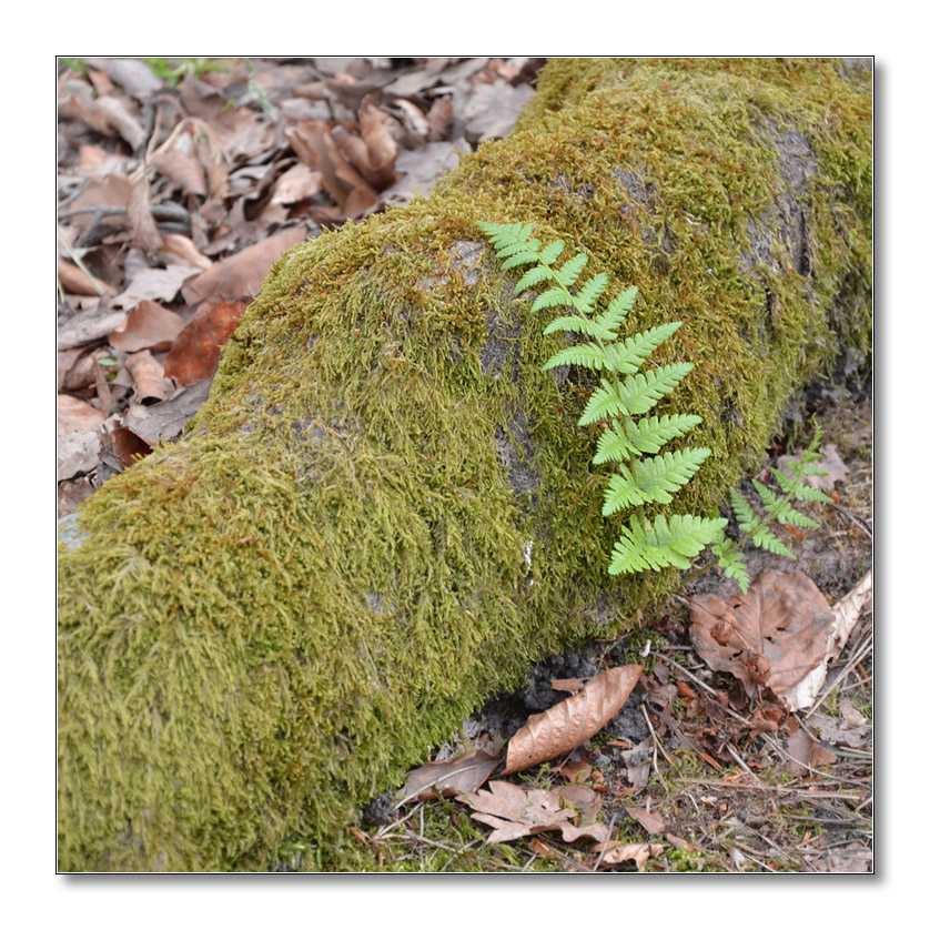 NFF Pfalz2014 Wald2