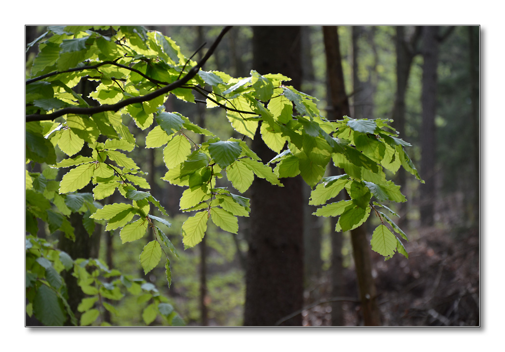 NFF Pfalz2014 Wald3