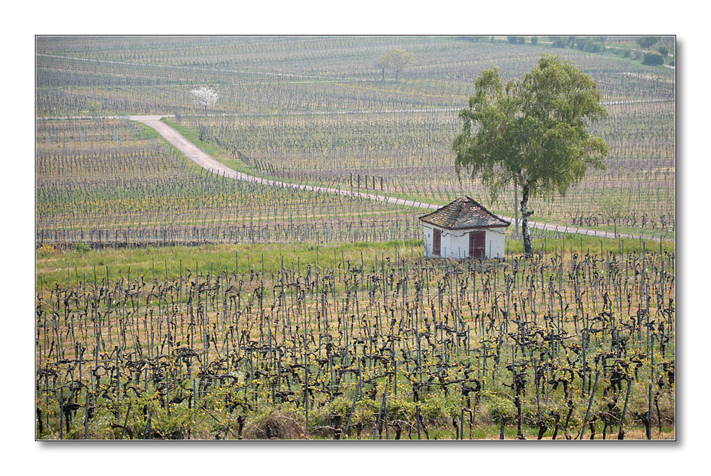 NFF Pfalz2014 Weinberge1