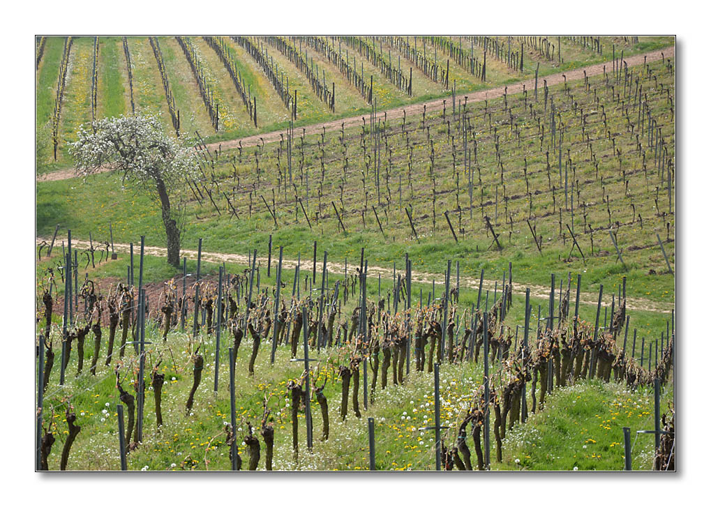 NFF Pfalz2014 Weinberge2
